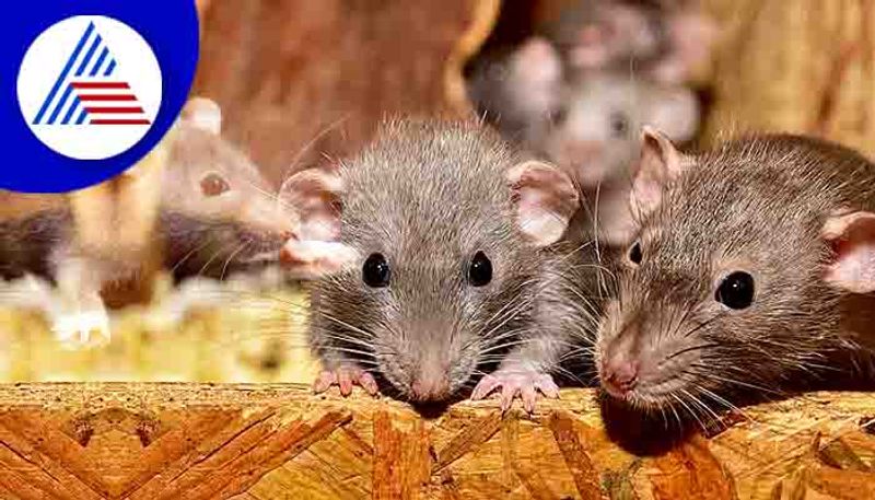 40-day-old child died after being bitten by mice in hyderabad - bsb