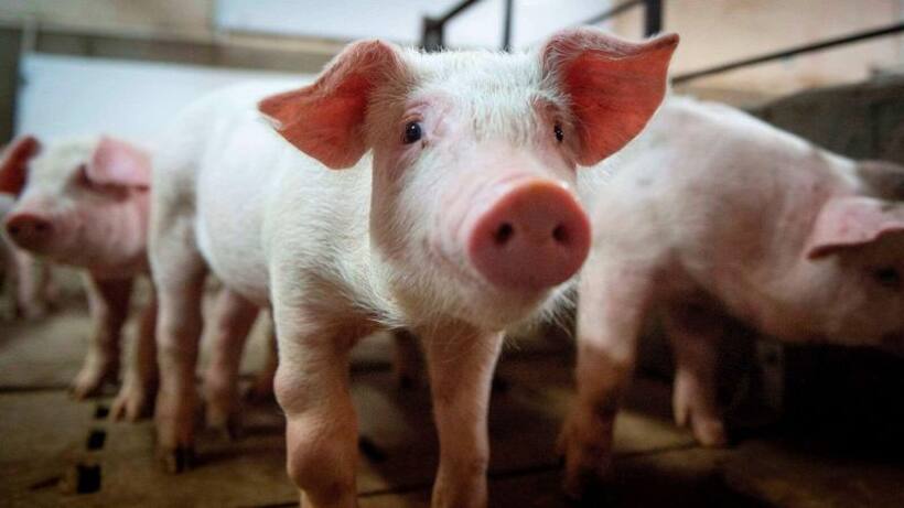 African Swine Fever :  కేర‌ళ‌లో మరో కొత్తవ్యాధి కలకలం... 300 పందులను చంపాల‌ని ఆదేశం 