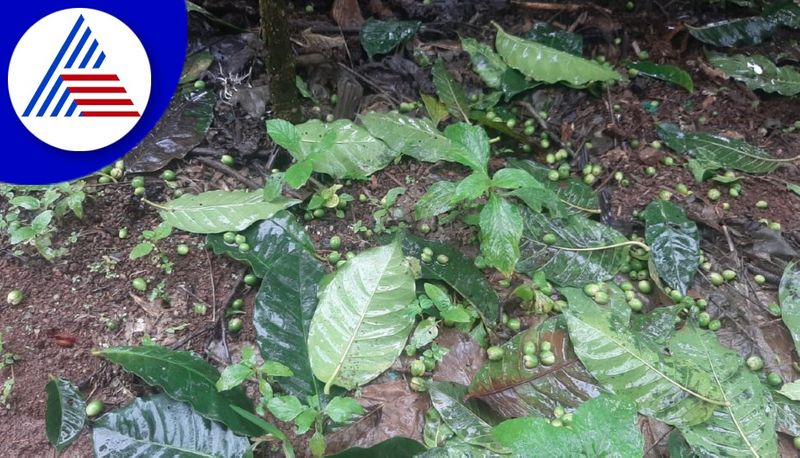 heavy rain in chikkamagaluru coffee pepper arconut crops destroyed gvd