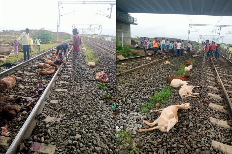 96 Sheep's dies in train accident at Vijayapura rbj