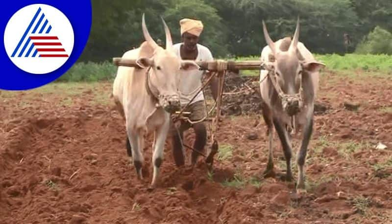 Monsoon rains arrived in Kolar district ahead of schedule gvd