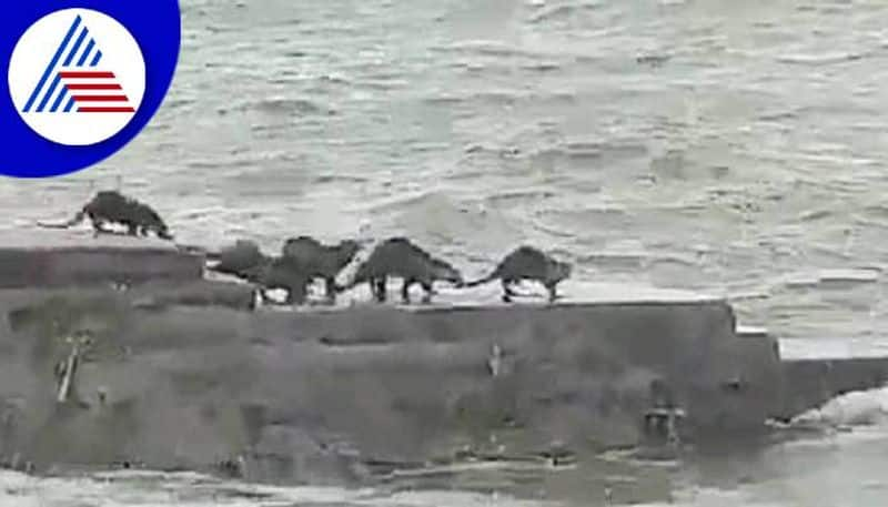 Otters Playing Tungabhadra River in Koppal grg