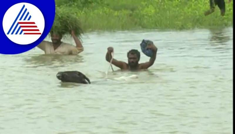 Farmers struggle for living after heavy rain in Haveri gow