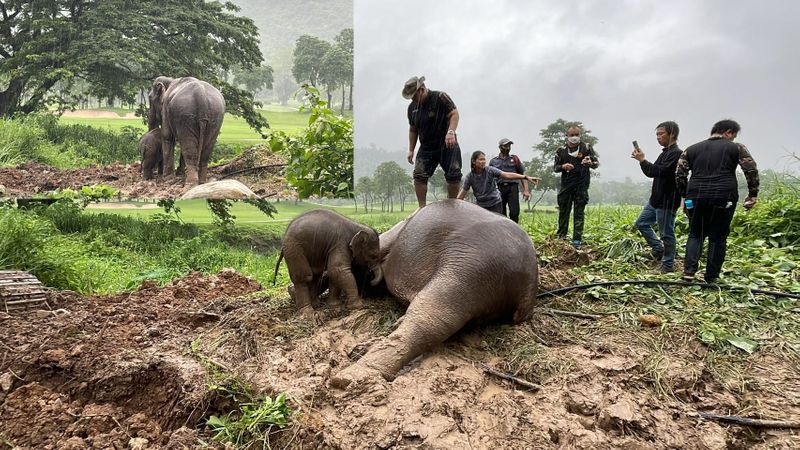 Rescuers perform CPR on mother elephant as she faints during babys rescue in Thailand akb