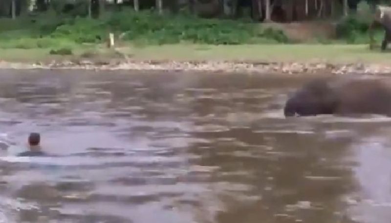 elephant calf saves its care taker from drowning in river 