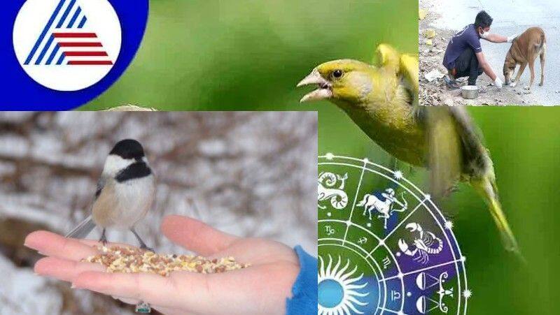 By feeding animals and birds planetary defects can calm down skr