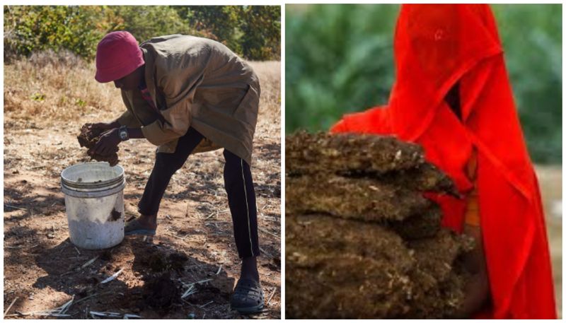 Zimbabwe young girls are used to cow dung for sanitary pads