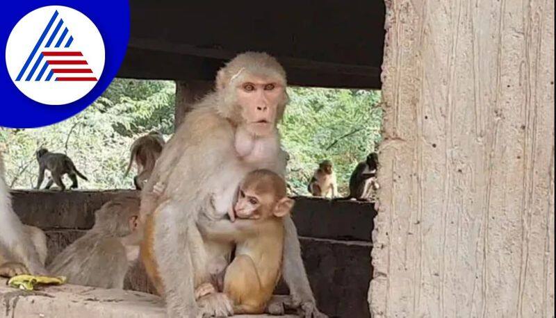 The monkey that was troubled  villagers caught it by setting a trap mandya