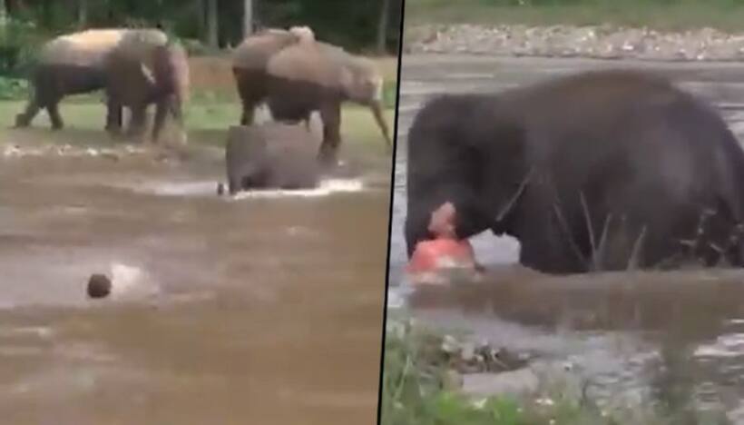 Elephant sprints to rescue a man from drowning; old video won netizens' hearts