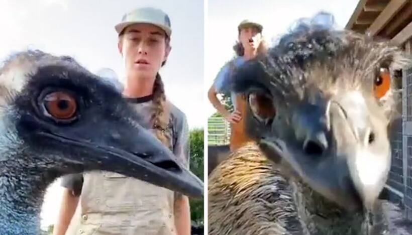 Watch: Emu constantly video bombs owners' TikTok videos; Netizens can't stop laughing