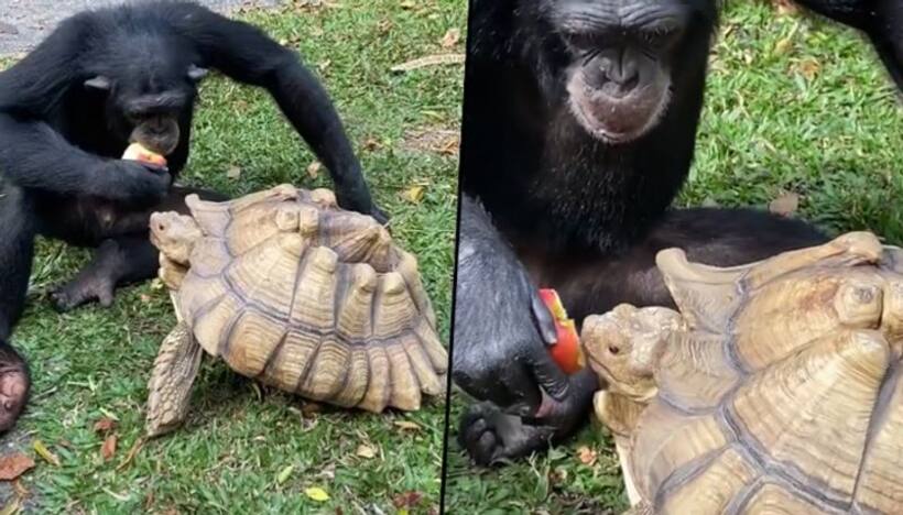 Watch: Video of chimpanzee and tortoise sharing an apple is endearing