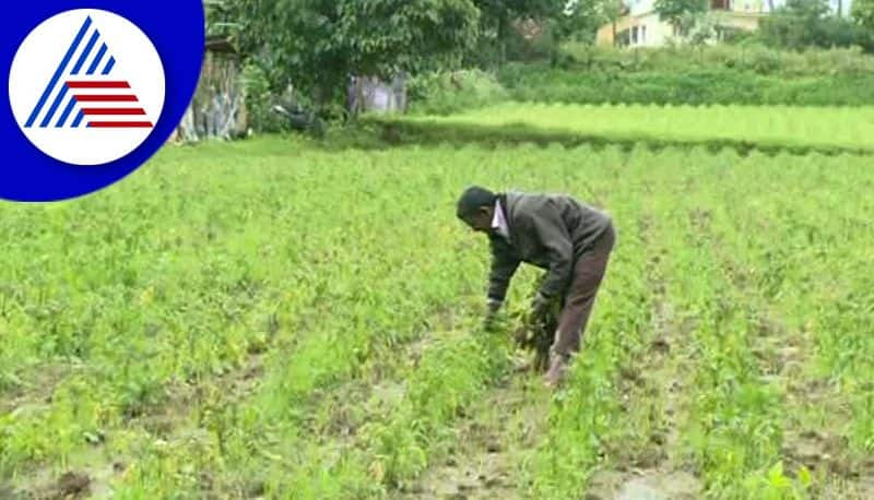 Submission of crop damage report to DC, CEO rav