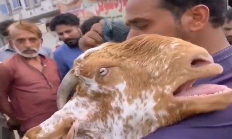 Goat Brought To Be Sold Cries And Hugs Owner