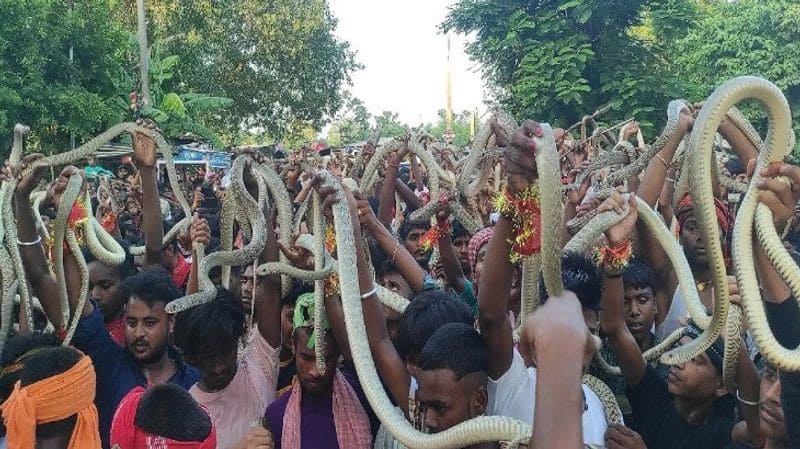 Massive crowds descend at unique snake fair in Bihar Samastipur pod 