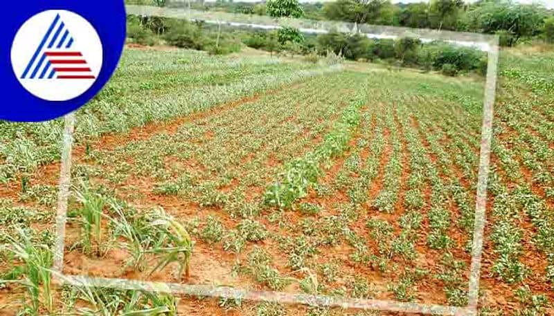 amount of groundnut sowing chikkaballapur  district has fallen drastically rav