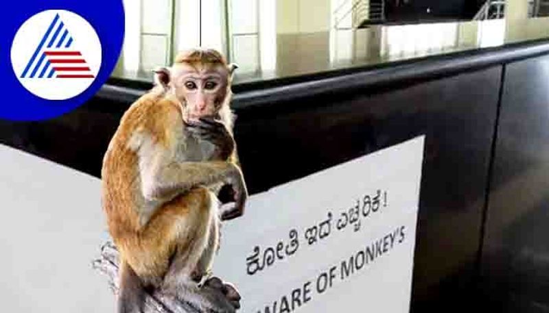 monkies problem in namma metro train banglore rav