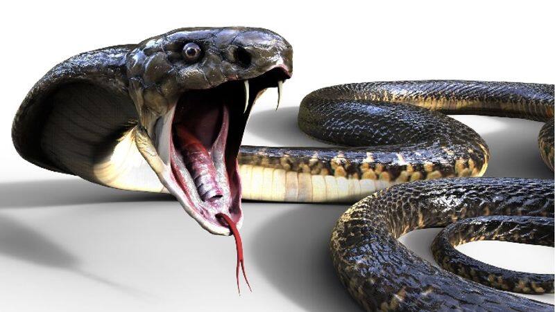 snake bitten child died in karaikudi government hospital