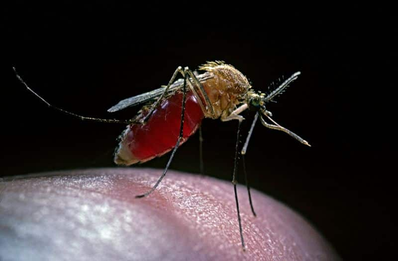 Dengue 10 ways to prevent mosquito activity during summers RBA