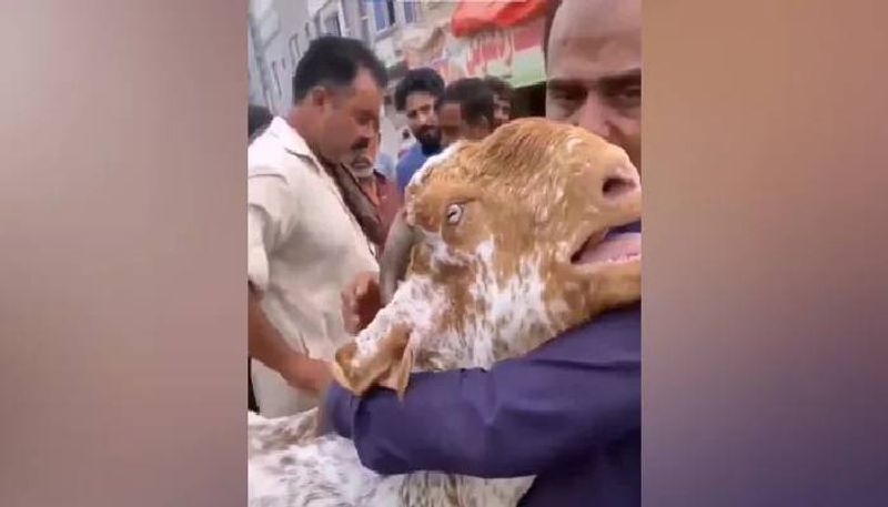 goat crying in a market 