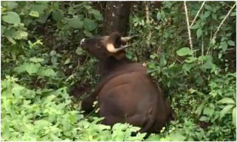 pregnant bison died during treatment its found with injuries