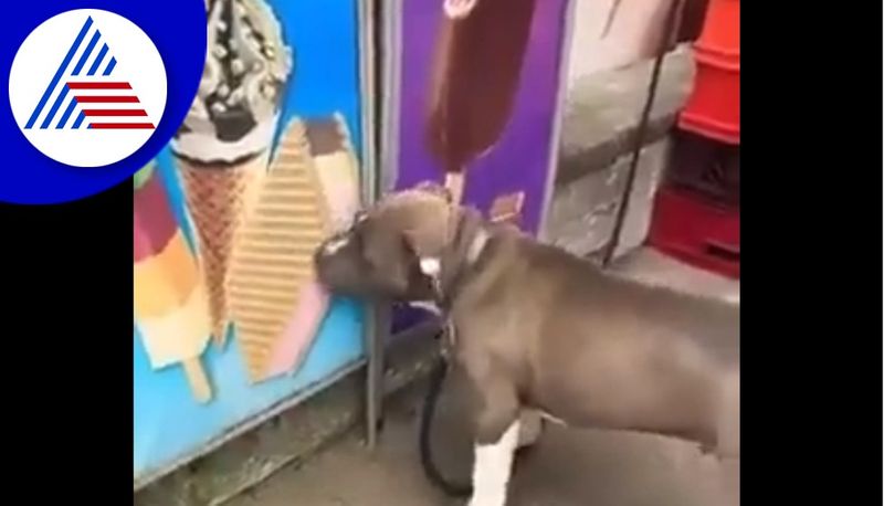 dog trying to eat photos of Ice cream  video goes viral akb