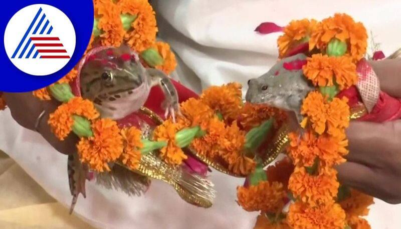 people did frog marriage in gorakhpur akb