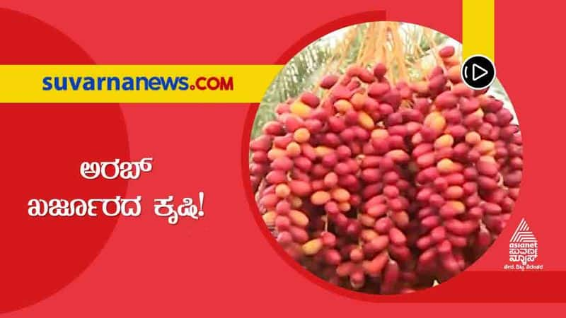 Chikkaballapur Farmer Succeed in Grow Arab dates hls 