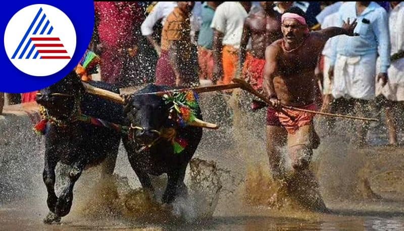 For the first time, Kambala competitions will be held from today at Palace Ground in Bangalore.. Know about these competitions here..ISR