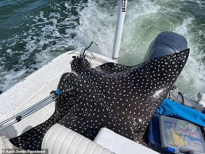 Eagle Ray unexpectedly boarded in boat and gave birth to four babies 