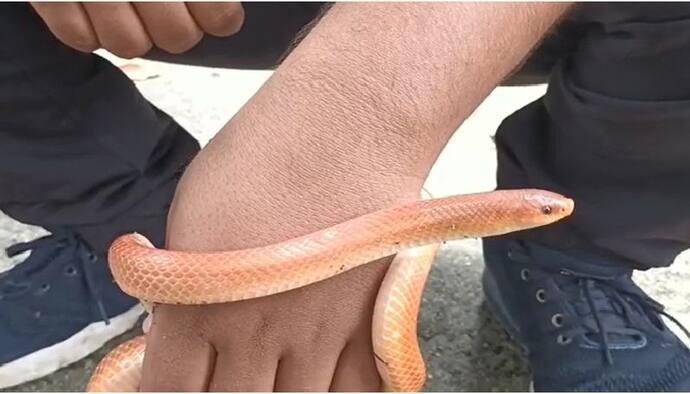 জলপাইগুড়িতে উদ্ধার হল লাল কোরাল কুকড়ি সাপ, বাড়ির ভেতরে সাপ দেখে আতঙ্কে বাসিন্দারা