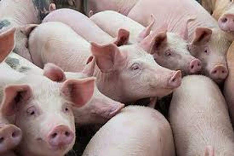 UK detects first human case of flu strain similar to pig virus sgb