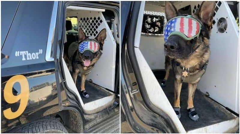 Shoe cooling glasses for sniffer dogs to beat US heat wave