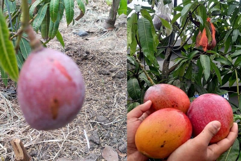 Worlds most expensive mango in Rajasthan Miyazaki Mango you can buy a luxury car under the price of 4 kg san