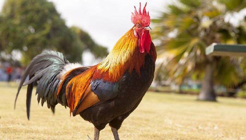 Housewarming animal sacrifice goes bad; chicken lives, man dies