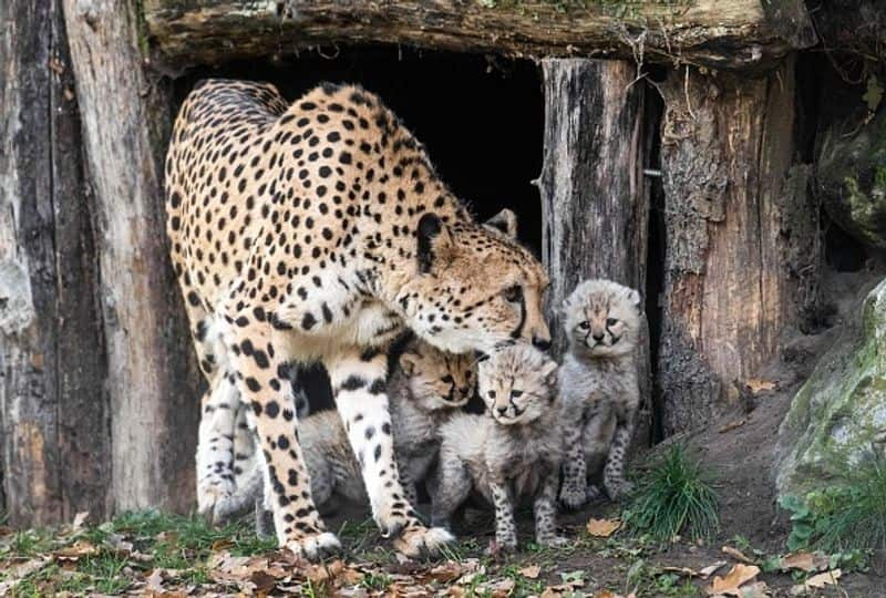 A specially modified B747 jumbo jet lands in Namibia with eight cheetahs on board for travel to India.