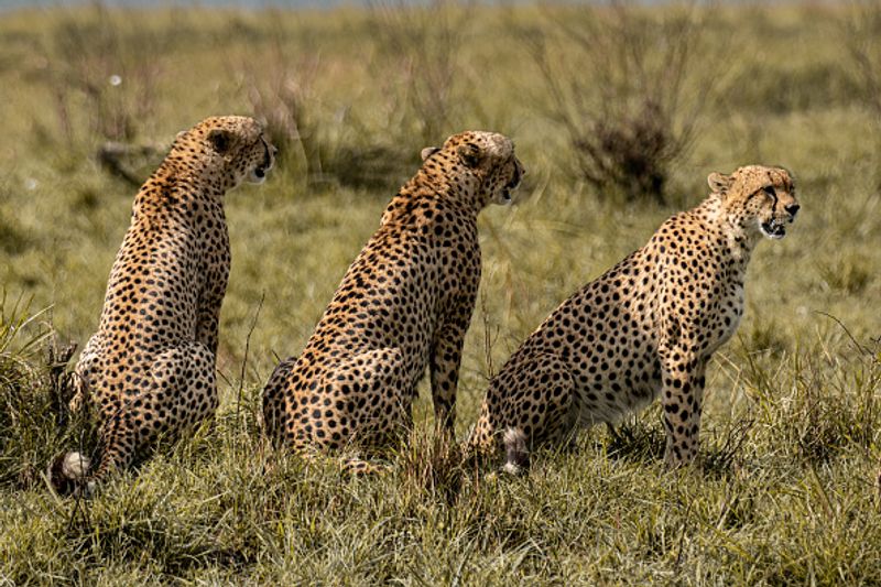 cheetah cubs face  tick infestation Kuno National Park 