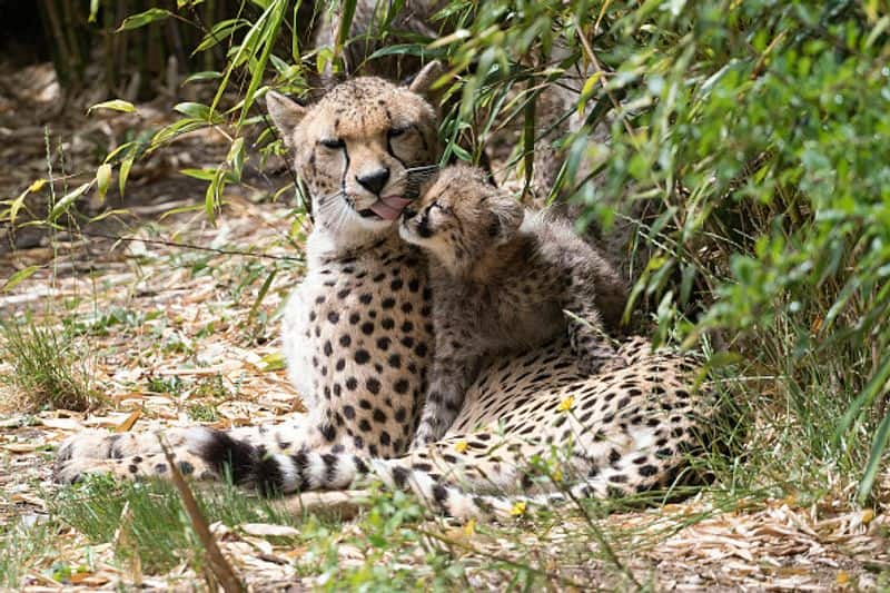 Relocation of African Cheetahs To India Know More About Ambitious Project vcs