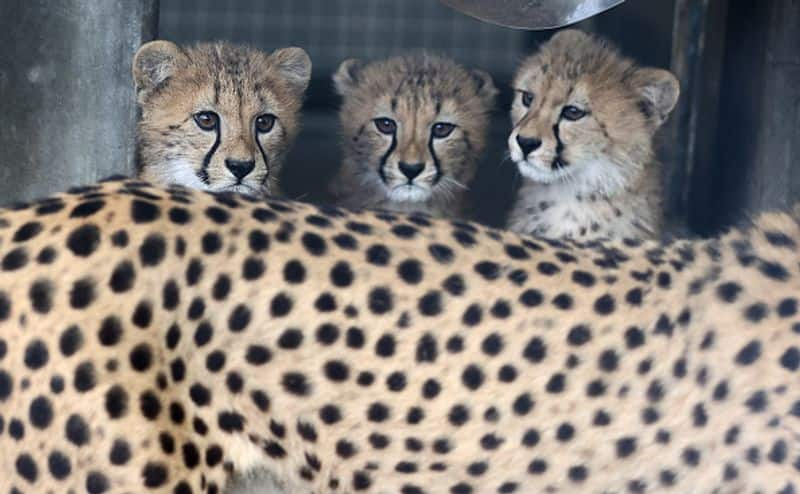 Relocation of African Cheetahs To India Know More About Ambitious Project vcs