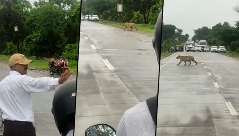Traffic police stop vehicles to allow the tiger to cross the road: watch the video