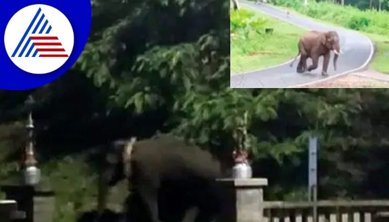 wild elephant entered harangi dam garden kushalanagar rav