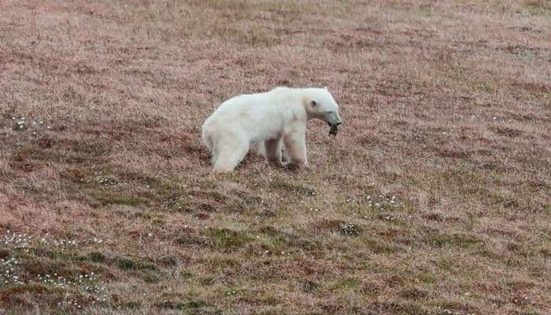 tin stuck in Polar Bear's mouth rescued 