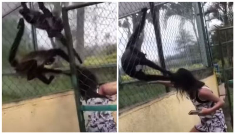 monkeys pull girl by hair after she repeatedly hit their enclosure 