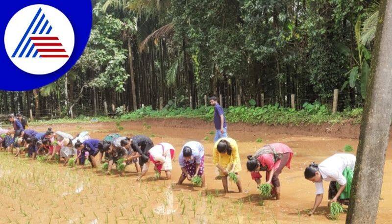 Gurukula Students enjoyed in the paddy field manglorerav