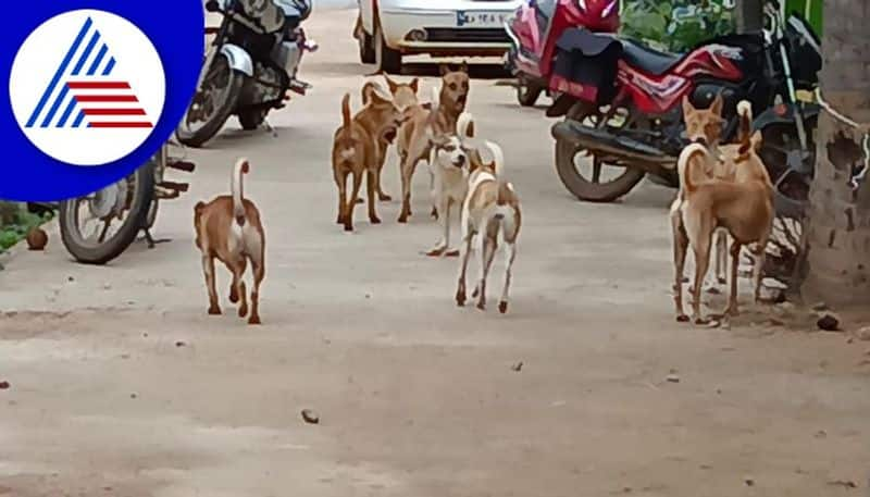 Stray dogs problem in Chitradurga rav