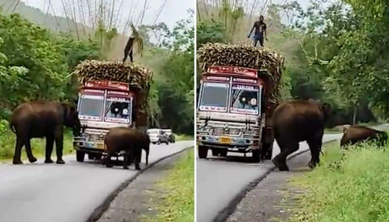 Watch Truck driver feds elephants with sugarcane to clear the path; Netizens call it 'sugarcane tax'-tgy