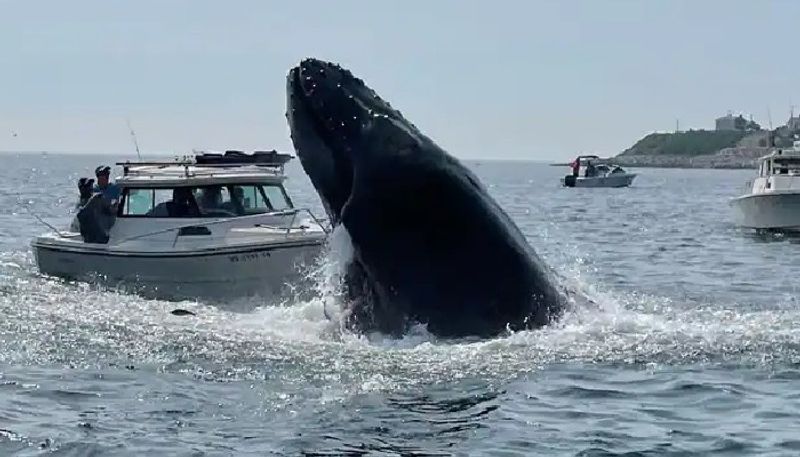 whale landing on a small boat video goes viral