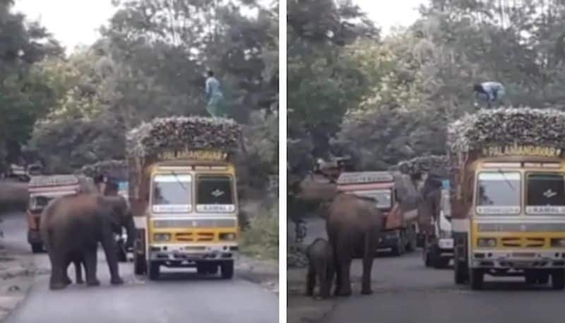 Viral video Mother elephant and small elephant blocks traffic on Mysore highway 