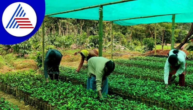 Coffee plant available now in gramapanchaya kodagurav