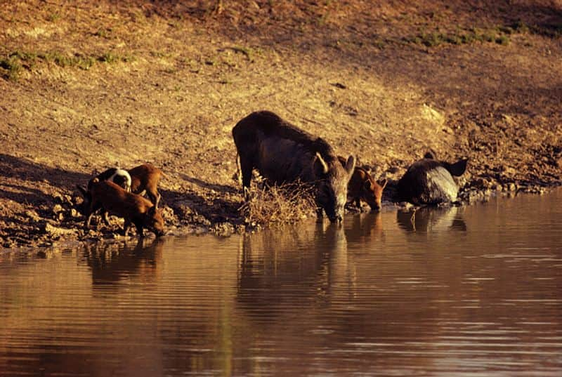   Kakadu National Park kills 6000 wild boars