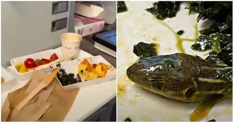 Snake head in the food served on the plane... Air passengers shocked. 